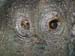 3525aFRV-Hibou